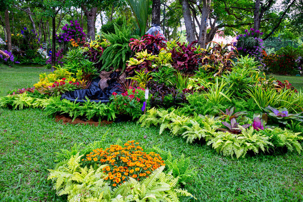 Снимок красивого сада орхидей в Таиланде. - Фото, изображение