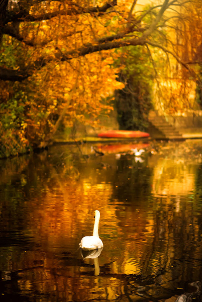 Вертикальний краєвид на річку Влтава з лебедями, що плавають річковим берегом у Празі, Чехія. Прага з жовтим листям осінь. Туризм і туризм - Фото, зображення