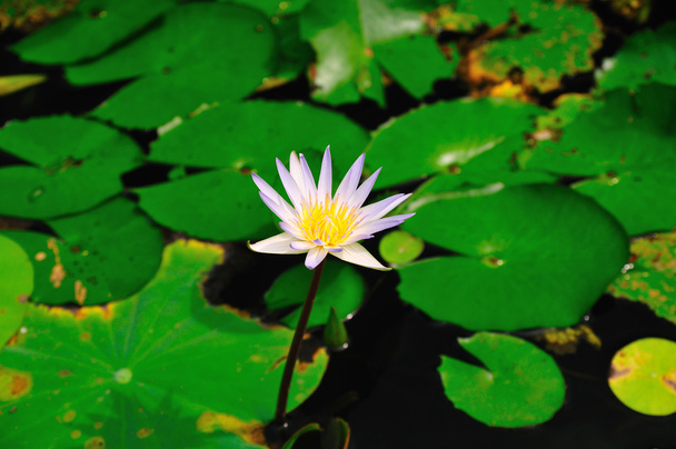 Lotus leaves with dews - Фото, зображення