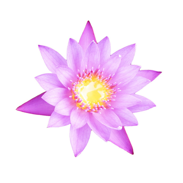fialový lotus, fialové lilie vody izolovat na bílém pozadí - Fotografie, Obrázek