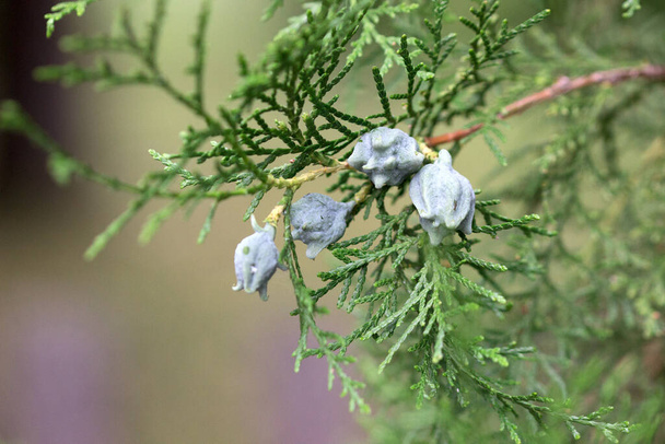Thuja branches with seeds in the city park. close up. - Photo, Image