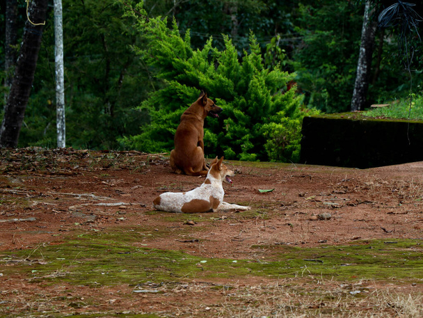 Zbloudilí psi potulující se po domě, na slepo - Fotografie, Obrázek