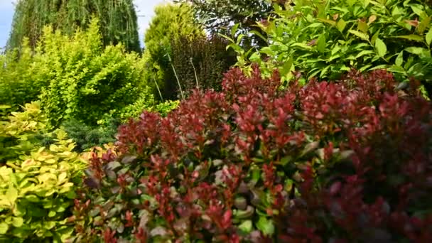 Schließen Sie den Blick auf voll gewachsene mehrjährige Pflanzen in einer Vielzahl von Farben in Home Hinterhof Garten. Gelassener und entspannter Sommertag im privaten Garten.  - Filmmaterial, Video