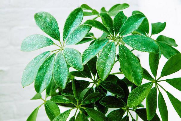  Indoor plant with water drops on the leaves. Schefflera is a home flower. High quality photo - Fotó, kép