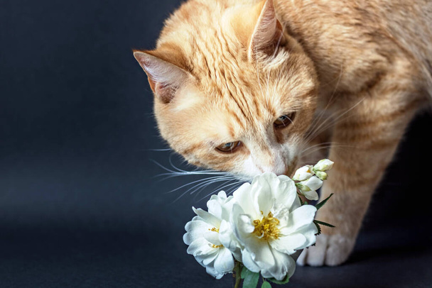 Червоний кіт нюхає вазу білих квітів
. - Фото, зображення