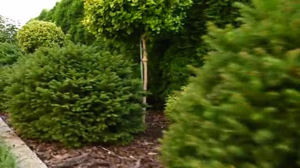 Parede natural infinita feita de árvores Evergreen altas com Mulch e rocha em canteiros de flores preenchidos com arbustos bem mantidos e variedade de pequenas árvores. - Filmagem, Vídeo