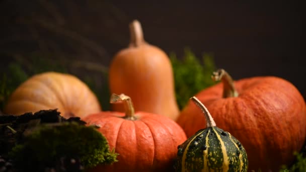 Pumpkins of different sizes. Autumn theme with moss. Slider shot. 4K 3840x2160 - Footage, Video