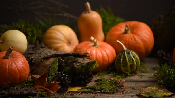 Zucche di diverse dimensioni. Tema autunno con muschio. Colpo di fortuna. 4K 3840x2160 - Filmati, video