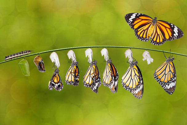 Muutos yhteisen tiikeri perhonen (Danaus authtia) nd poikanen roikkuu oksa, kasvu, chnage,  - Valokuva, kuva