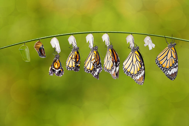 Transformação de borboleta tigre comum (Danaus genutia) nd pupa pendurado no galho, crescimento, chnage,  - Foto, Imagem