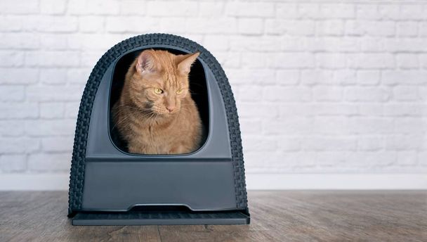Κατοικίδια γάτα κοιτάζοντας έξω από ένα κλειστό κουτί σκουπίδια. Πανοραμική εικόνα με copyspace. - Φωτογραφία, εικόνα