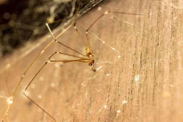papi piernas largas arañas que come mosquitos - Foto, Imagen