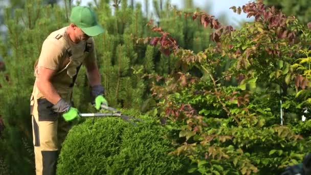 Jardinero bien entrenado con experiencia poda ligeramente arbustos jóvenes para hacerlos crecer más llenos y bushier. Cortar y dar forma al arbusto sobrecrecido.  - Imágenes, Vídeo