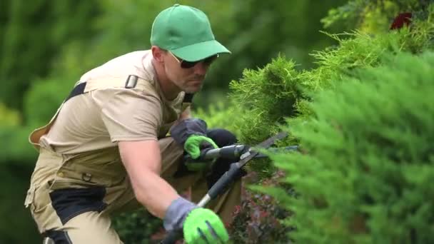 Középkorú férfi kertész ollóval vágja le az örökzöld bokrok ágait, és alakítja, hogy vonzónak és egészségesnek tűnjön. Tájkép-koncepció.  - Felvétel, videó