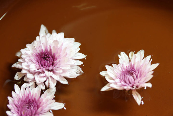 水の上に浮かぶ紫と白の菊の花. - 写真・画像