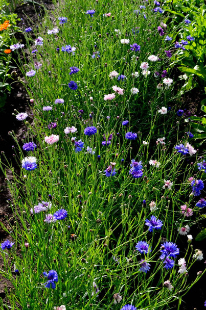 fiori di fiordaliso colorati crescono nel giardino estivo - Foto, immagini
