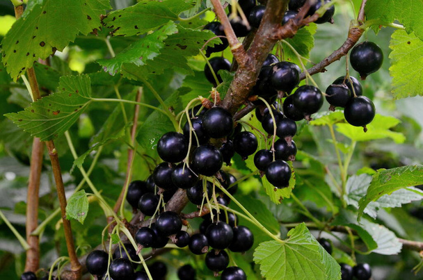 Schwarze Johannisbeeren am Zweig im Garten, Ernte der schwarzen Johannisbeeren am Zweig - Foto, Bild