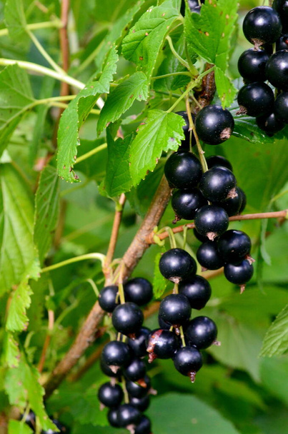 Ribes nero sul ramo nel giardino, raccolta di ribes nero sul ramo - Foto, immagini