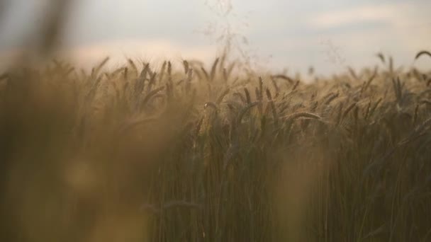 穀物植物幹の穀物軸受のヒントの近いビュー。夏のゴールデンウィートの無限のフィールド.  - 映像、動画