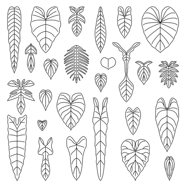 Philodendron species leaf line icons set. vector illustration. - Διάνυσμα, εικόνα