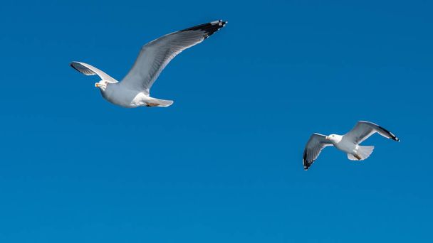Λευκός γλάρος που πετά στον γαλανό ηλιόλουστο ουρανό πάνω από την ακτή της θάλασσας - Φωτογραφία, εικόνα