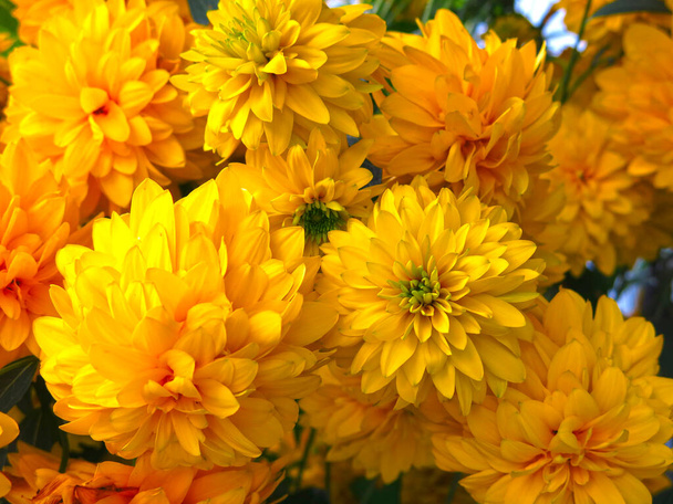 Kultainen pallo kukat kukkivat puutarhassa elokuussa - Valokuva, kuva