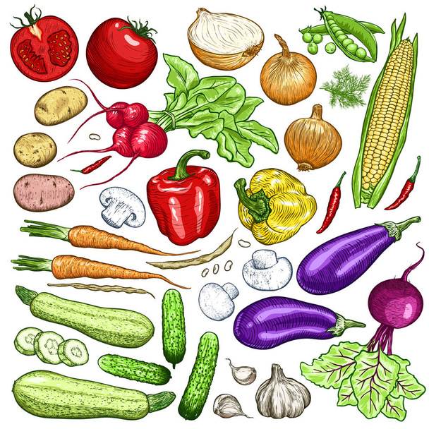 Handgezeichnetes frisches Gemüse Set. Vorlage für Ihr Design funktioniert. Gravierte Vektor-Illustration. - Vektor, Bild