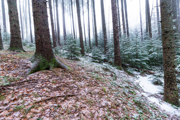 Winter scenery in a mountain forest, with frost and fresh powder snow - Φωτογραφία, εικόνα