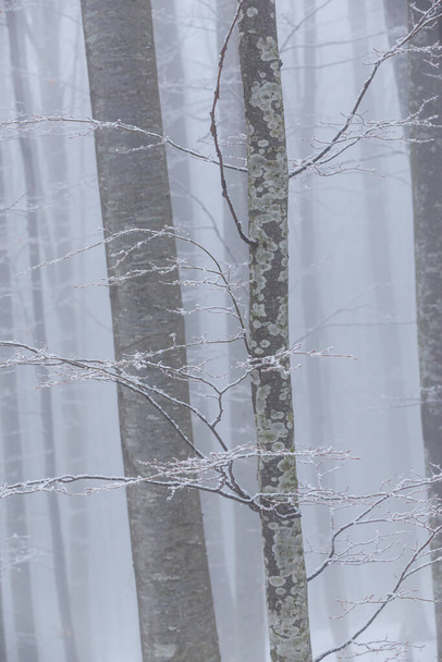 Χειμερινό τοπίο σε ορεινό δάσος με παγετό και φρέσκο χιόνι σε σκόνη - Φωτογραφία, εικόνα
