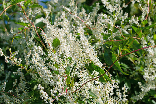 Blooming knotweed, Fallopia aubertii, in summer - Photo, Image