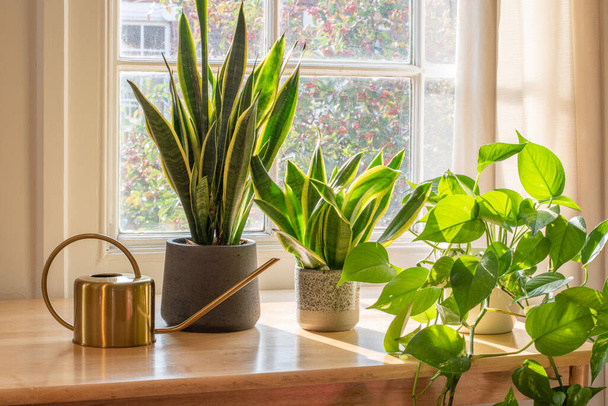 Εσωτερικά φυτά δίπλα στο παράθυρο μέσα σε ένα όμορφο νέο σπίτι ή διαμέρισμα - Φωτογραφία, εικόνα
