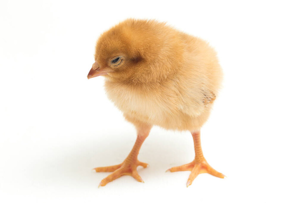 Yeni doğmuş kahverengi Chick Ayam Kampung, Endonezya 'dan bildirilen tavuk cinsidir. 'Serbest-çiftlik tavuğu' veya 'köy tavuğu' (Gallus domesticus). Siyah arkaplanda izole - Fotoğraf, Görsel