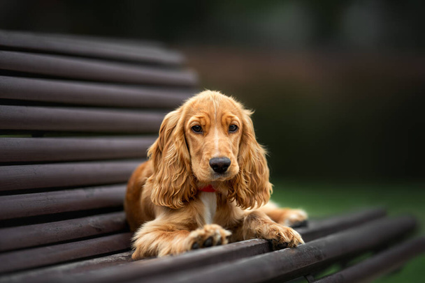 english cocker spaniel puppy lying down on a bench - Zdjęcie, obraz