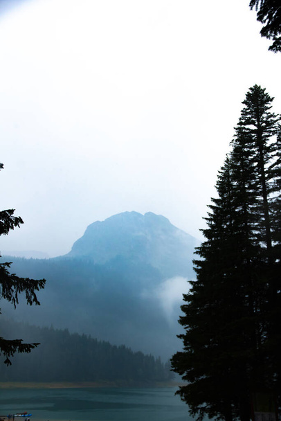 ヨーロッパの観光、 zabljak山の近くの黒い湖の松の森の雨の後の国立公園のモンテネグロの大気写真、霧 - 写真・画像