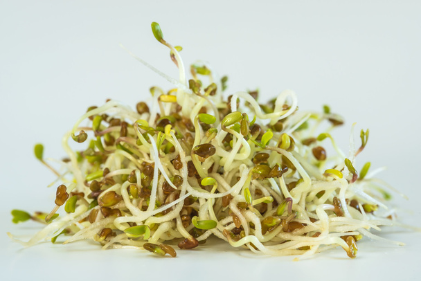 Alfalfa sprouts - Photo, Image