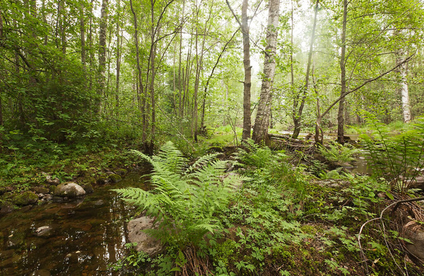 Parte umida di una foresta con felce e altra vegetazione in primavera, questo habitat è ideale per zanzare altri insetti che vivono in ambienti umidi. - Foto, immagini