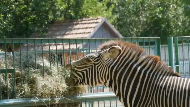 Zebra eating hay at the zoo - Footage, Video