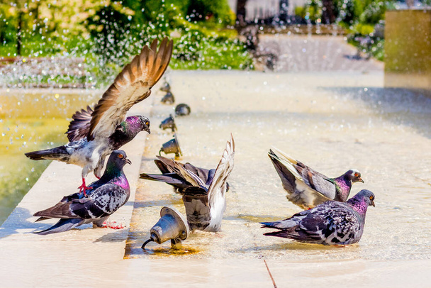 Pigeons drink water at the fountain and look for coolness on a hot day - Φωτογραφία, εικόνα