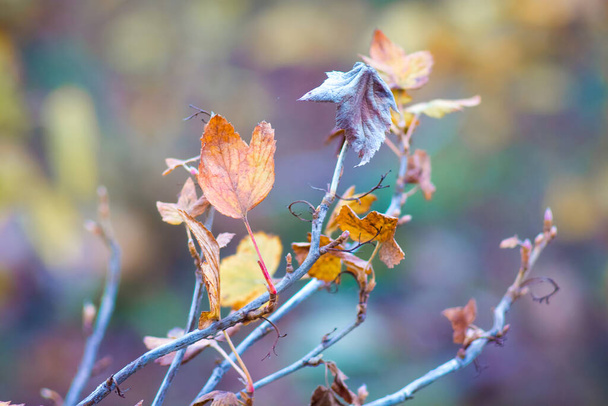 Різнокольорове сухе осіннє листя смородини на розмитому фоні
 - Фото, зображення