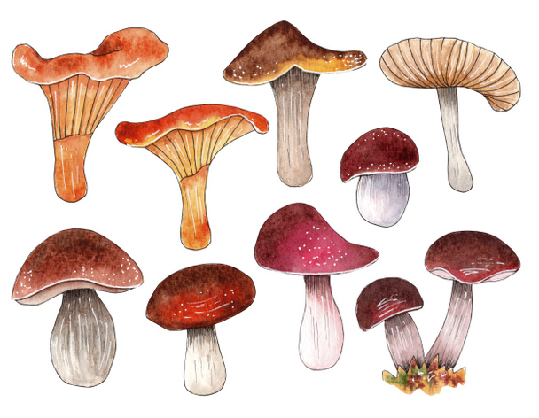 Conjunto de cogumelos aquarela desenhado à mão, elementos da floresta. - Foto, Imagem