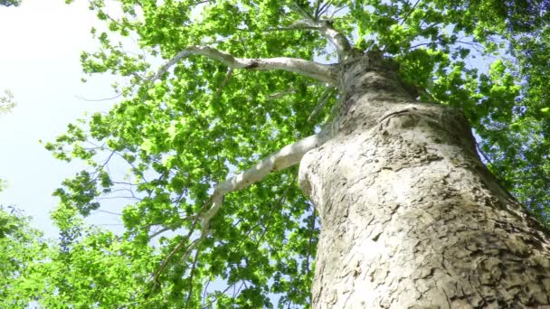 Düzlem Ağacı (Platanus) görünümü) - Video, Çekim