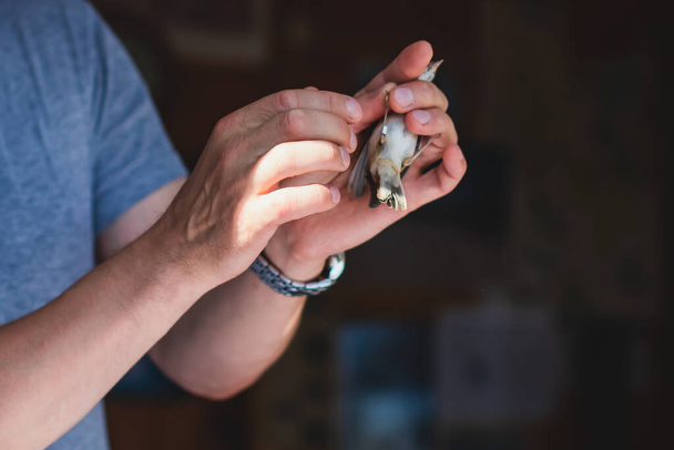 Process of bird banding, small bird ringing at Ornithological station, Curonian Spit, Kaliningrad Oblast, Russia. Ornithologist holding a small bird in hands, marking with small iron ring - Zdjęcie, obraz