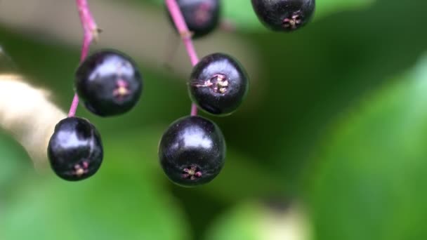 Kypsät hedelmät Black Elder luonnossa (Sambucus nigra) - Materiaali, video