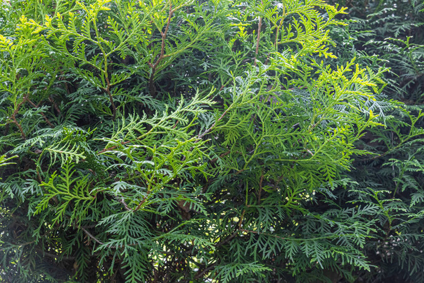 Une belle texture de lumière brunchs verts de thuja buissons - Photo, image