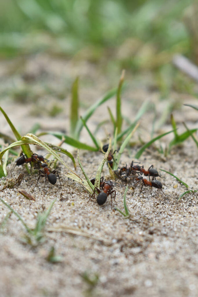 Ameisen arbeiten im Wald - Foto, Bild