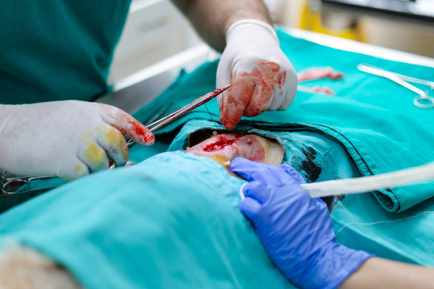 Veterinário e seu assistente executando spaying remoção cirúrgica dos órgãos reprodutivos do cão fêmea. Cirurgião costurando ferida.  - Foto, Imagem
