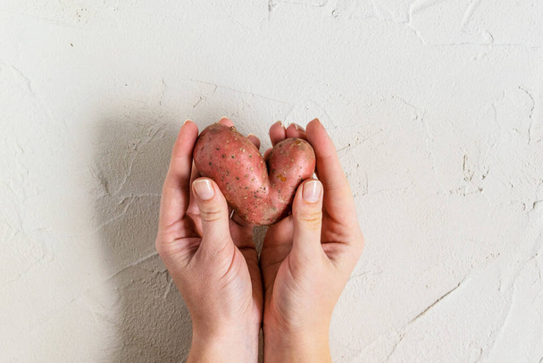 Ugly potato in the heart shape in hands on gray background. Funny, unnormal vegetable or food waste concept. - Фото, зображення