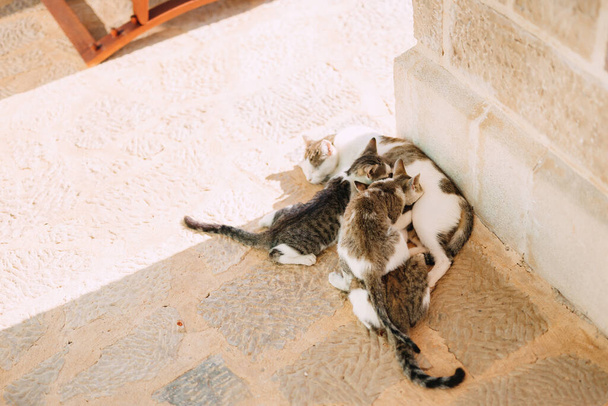 Moeder kattenvoer kittens in de hoek op het asfalt op een zonnige dag. - Foto, afbeelding