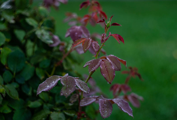 Kvetoucí růžový květ ráno po dešti jako přirozený karetní koncept - Fotografie, Obrázek