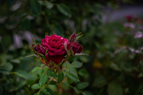 Bloeiende roos bloem in de ochtend na de regen als een natuurlijke kaart concept - Foto, afbeelding